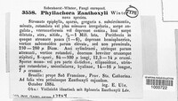 Phyllachora zanthoxyli image